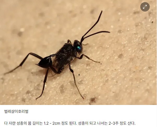 절대로 잡으면 안 되는 곤충