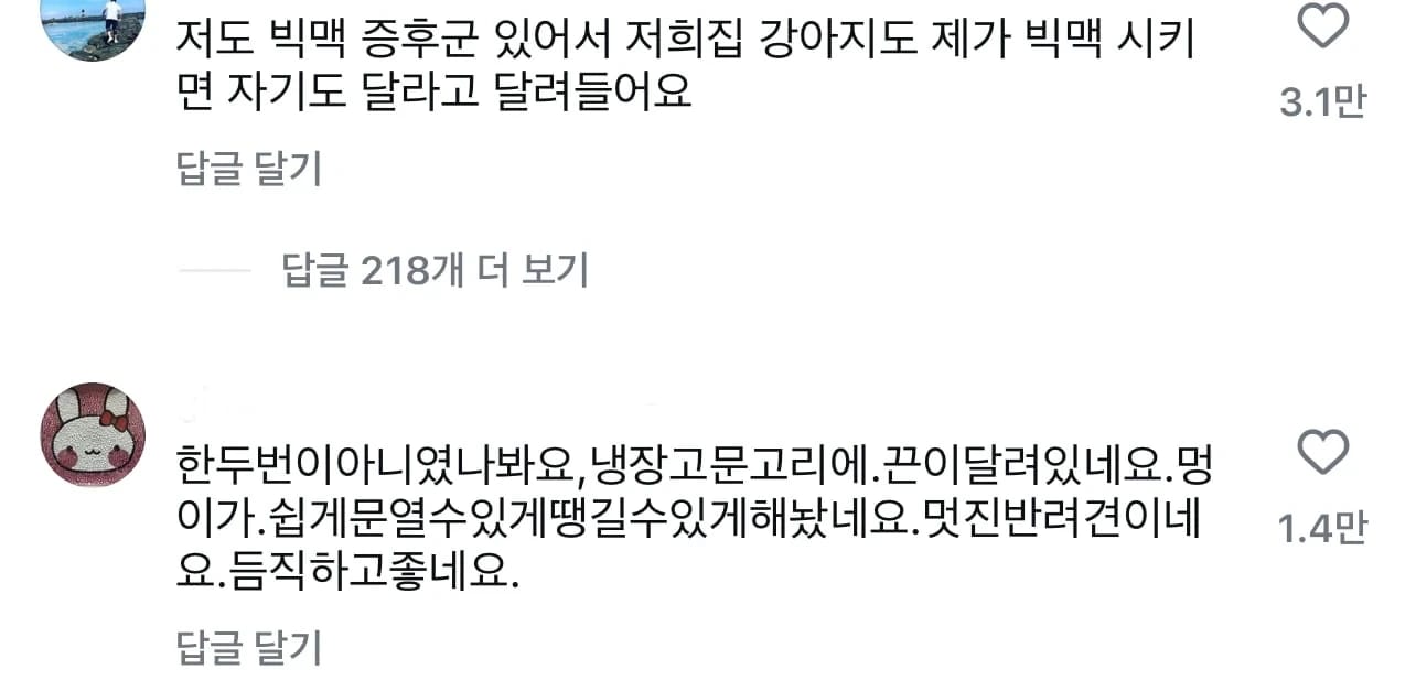 주인 몸상태를 감지한 보더콜리