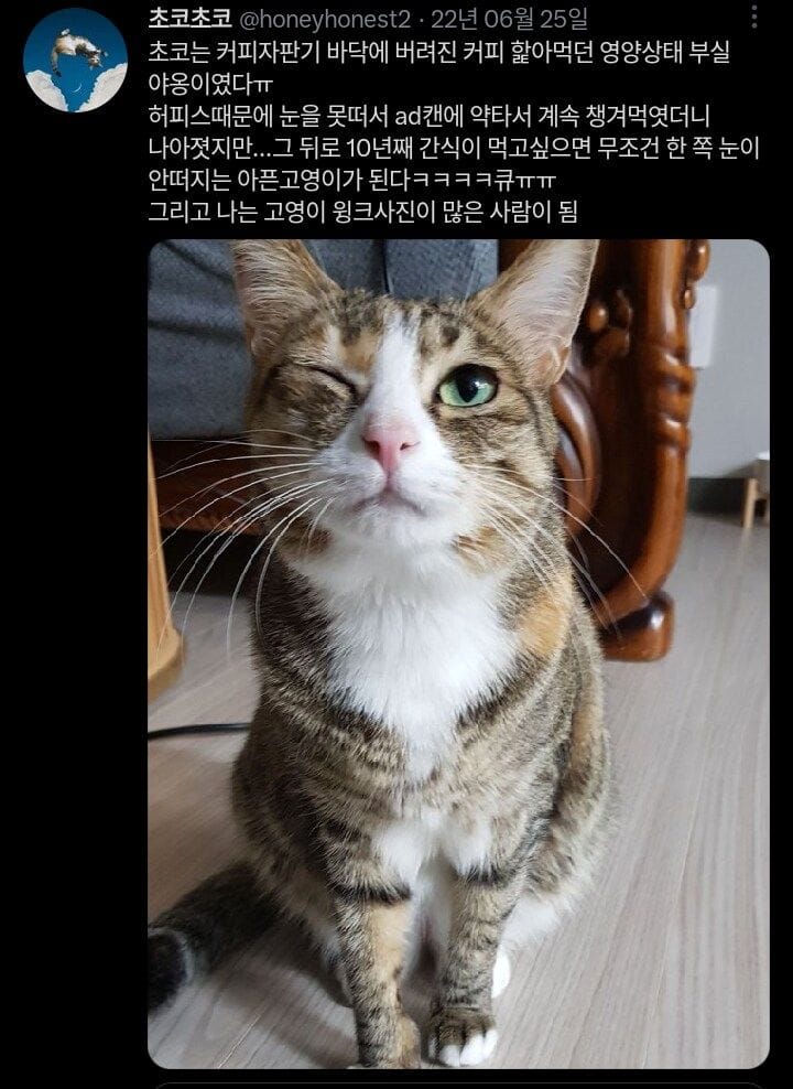 10년째 한쪽 눈을 못 뜨는 고양이