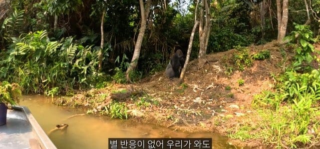 여행유튜버가 말라리아 위험 감수하고 콩고 야생에 간 이유.jpg