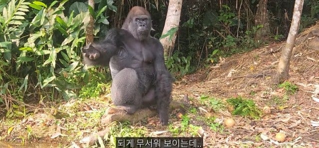 여행유튜버가 말라리아 위험 감수하고 콩고 야생에 간 이유.jpg