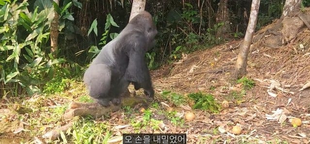 여행유튜버가 말라리아 위험 감수하고 콩고 야생에 간 이유.jpg