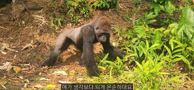 여행유튜버가 말라리아 위험 감수하고 콩고 야생에 간 이유.jpg