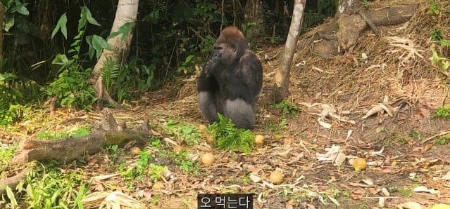 여행유튜버가 말라리아 위험 감수하고 콩고 야생에 간 이유.jpg