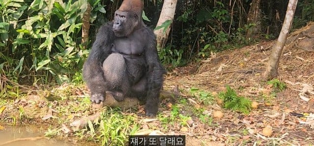 여행유튜버가 말라리아 위험 감수하고 콩고 야생에 간 이유.jpg