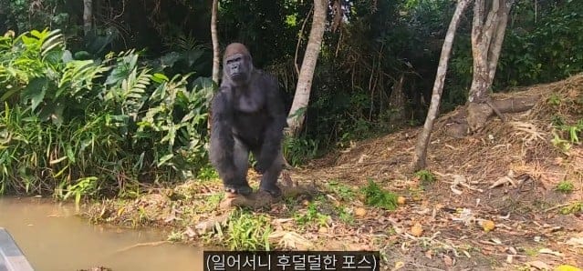 여행유튜버가 말라리아 위험 감수하고 콩고 야생에 간 이유.jpg