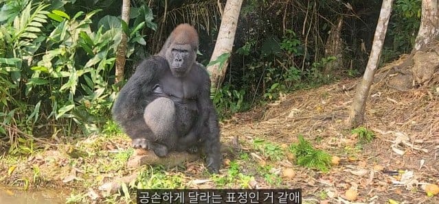 여행유튜버가 말라리아 위험 감수하고 콩고 야생에 간 이유.jpg