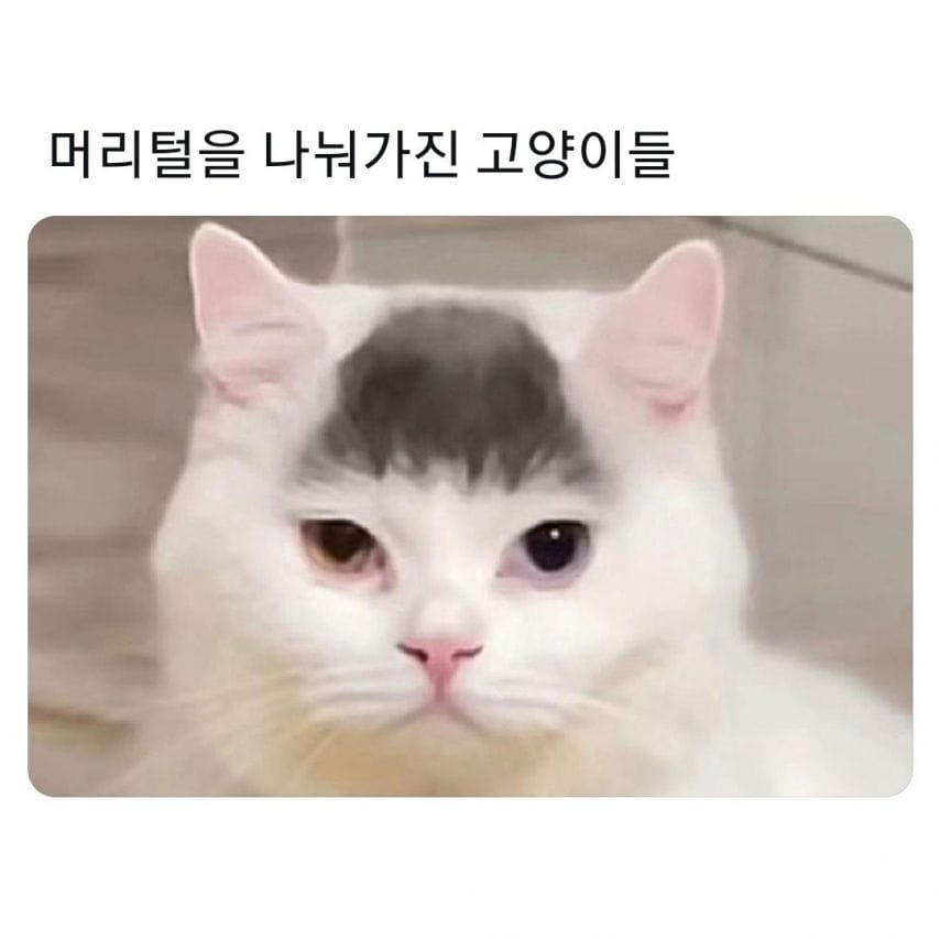 머리털을 나눠가진 고양이들