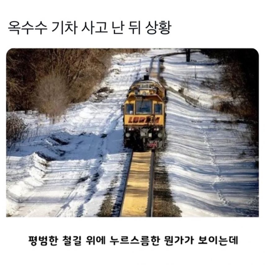 옥수수 운반 기차 사고 난 후...