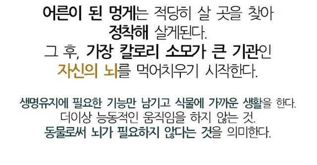 자신의 뇌를 먹어치우는 생물.jpg