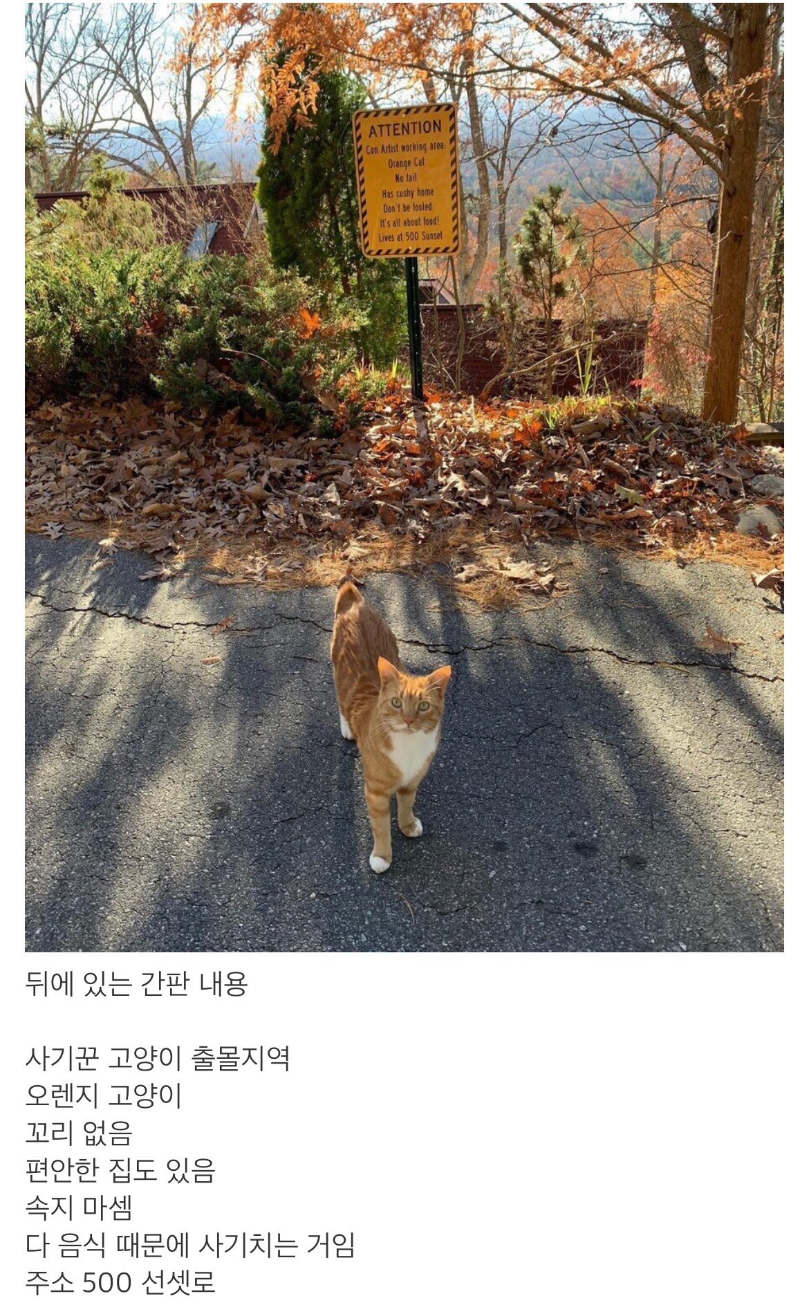 사기꾼 고양이.jpg