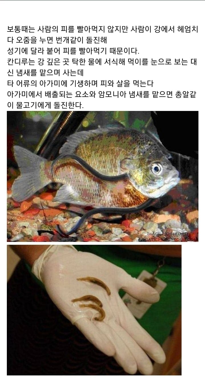 ( 혐) 아마존강에서 쉬야를하면 안되는 이유