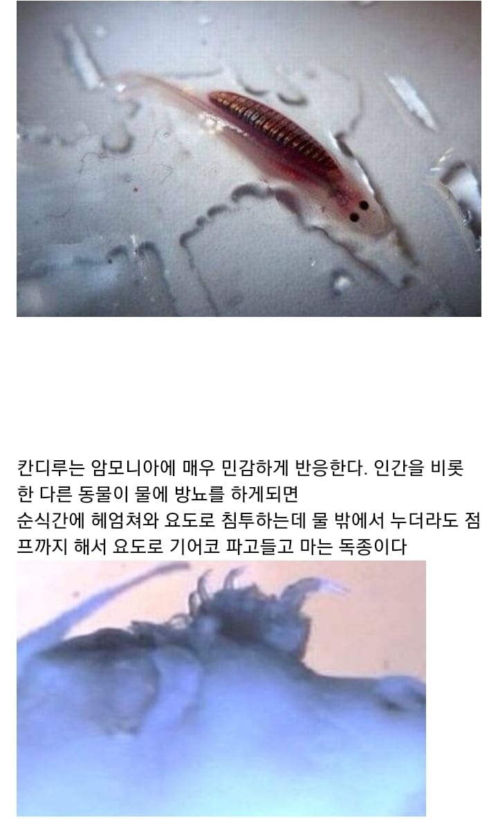 ( 혐) 아마존강에서 쉬야를하면 안되는 이유