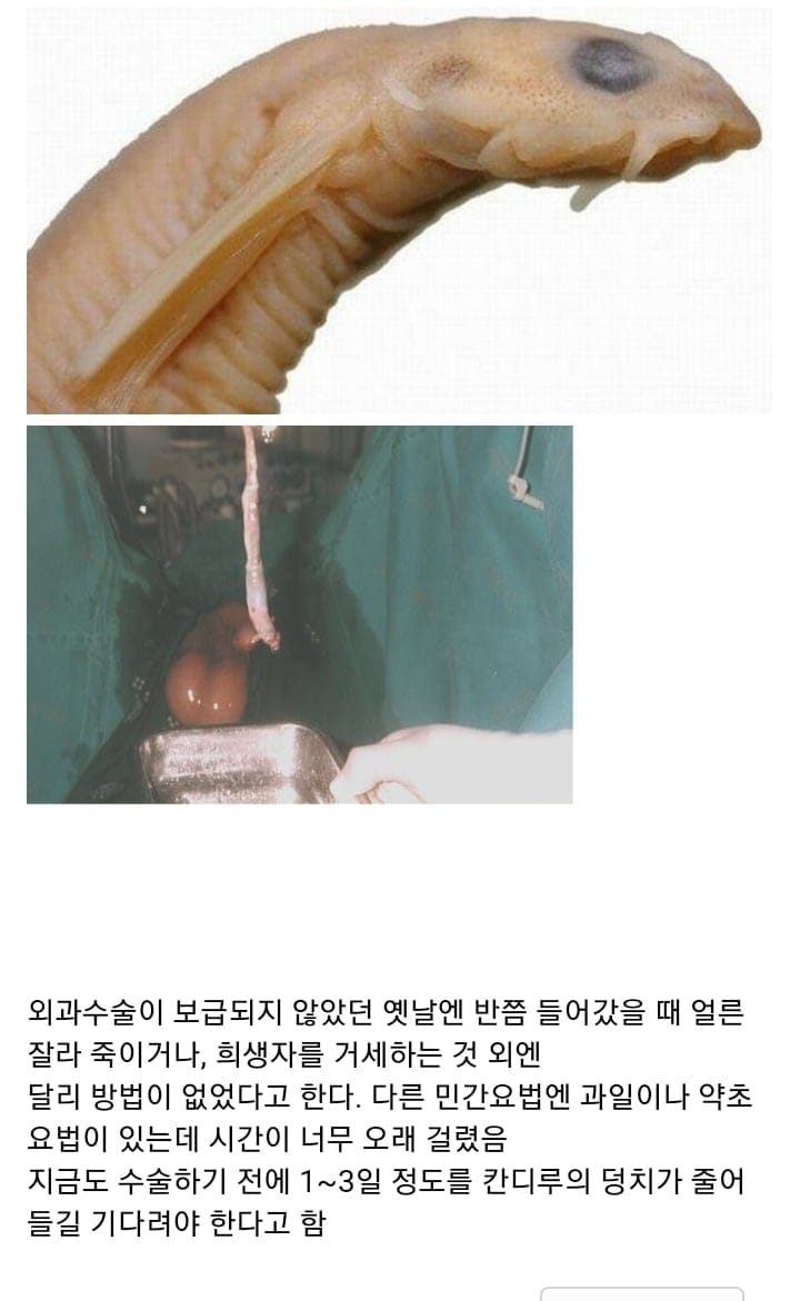 ( 혐) 아마존강에서 쉬야를하면 안되는 이유