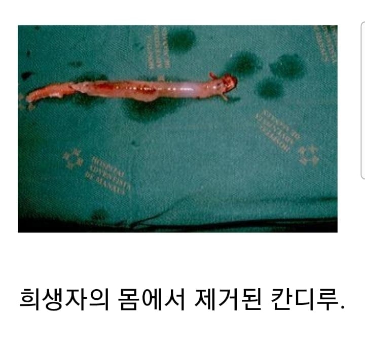 ( 혐) 아마존강에서 쉬야를하면 안되는 이유