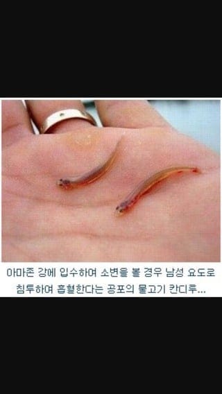 ( 혐) 아마존강에서 쉬야를하면 안되는 이유