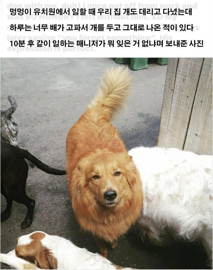 멍멍이 유치원에 멍멍이를 두고 왔더니..