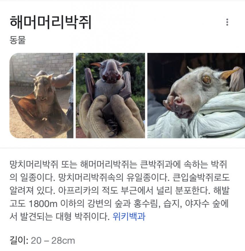 아프리카에서 가장 큰 종의 박쥐