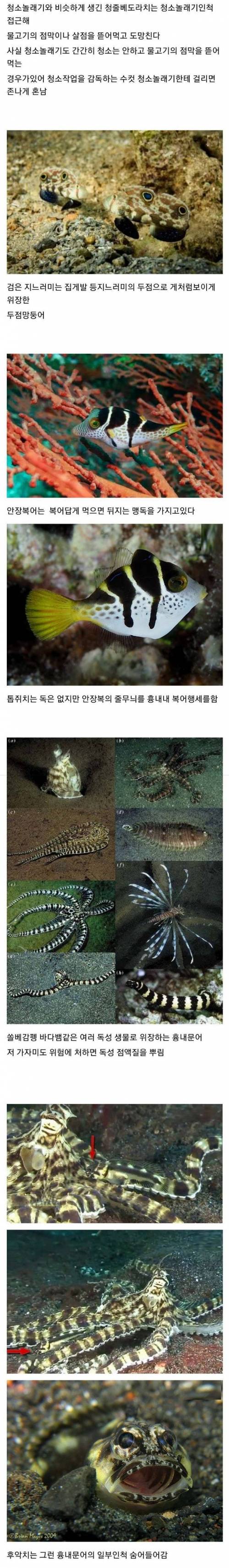 물고기의 생존전략.jpg