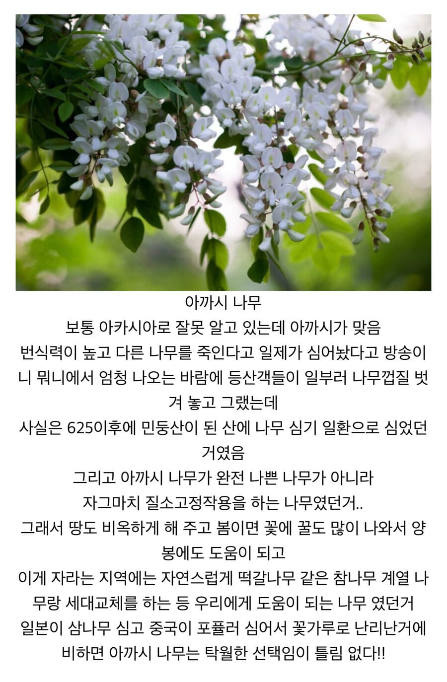 한때 우리나라에서 욕먹은 나무