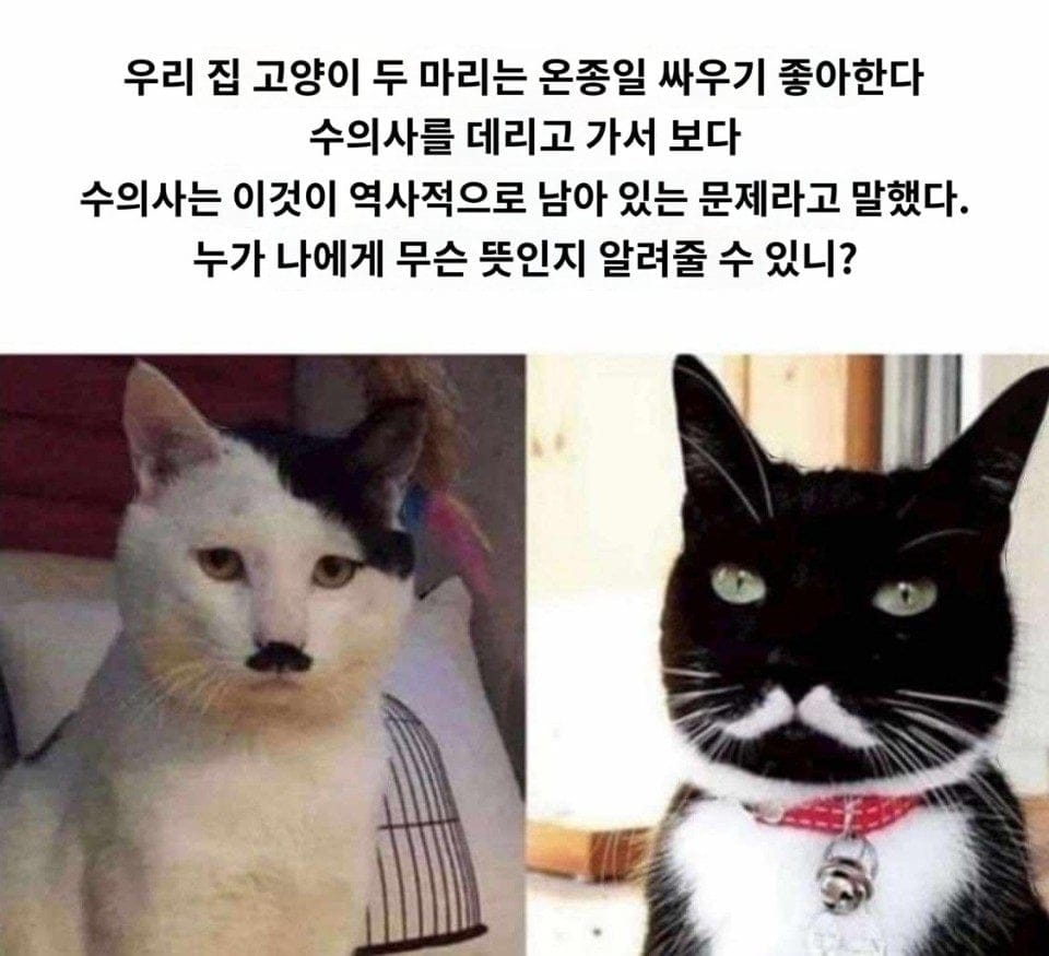 전생에 원수였던 고양이들의 싸움.jpg