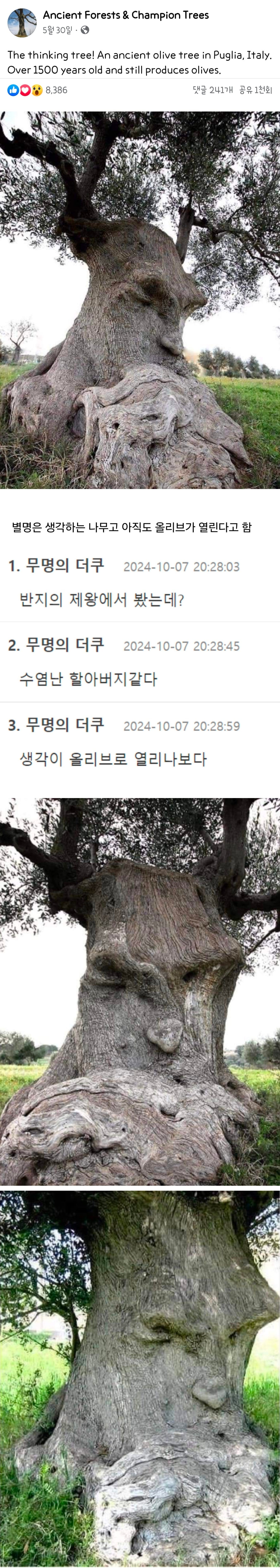 이탈리아의 1500년 된 올리브나무