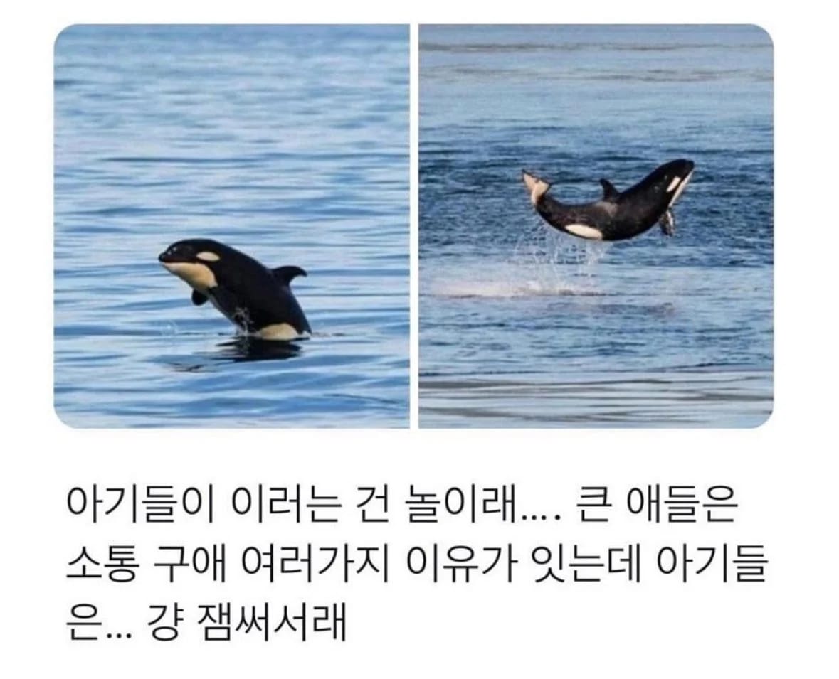 아기 범고래가 점프하는 이유