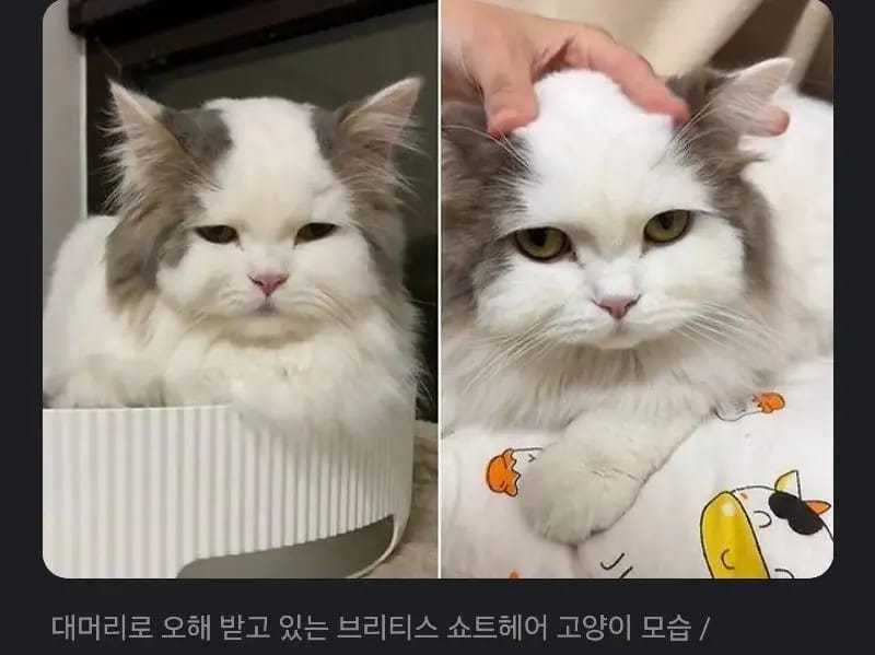 대머리로 오해받는 고양이