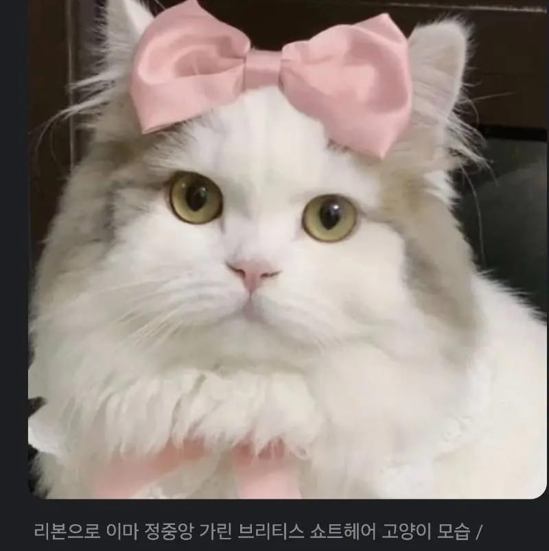 대머리로 오해받는 고양이