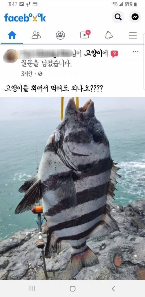 이거 회 떠서 고양이 먹여도 되나요?