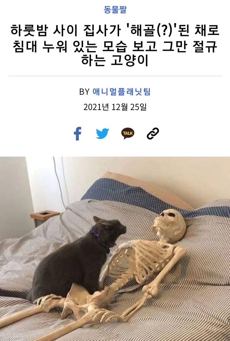 자고 일어나니 집사가 백골이 되버린걸 본 고양이