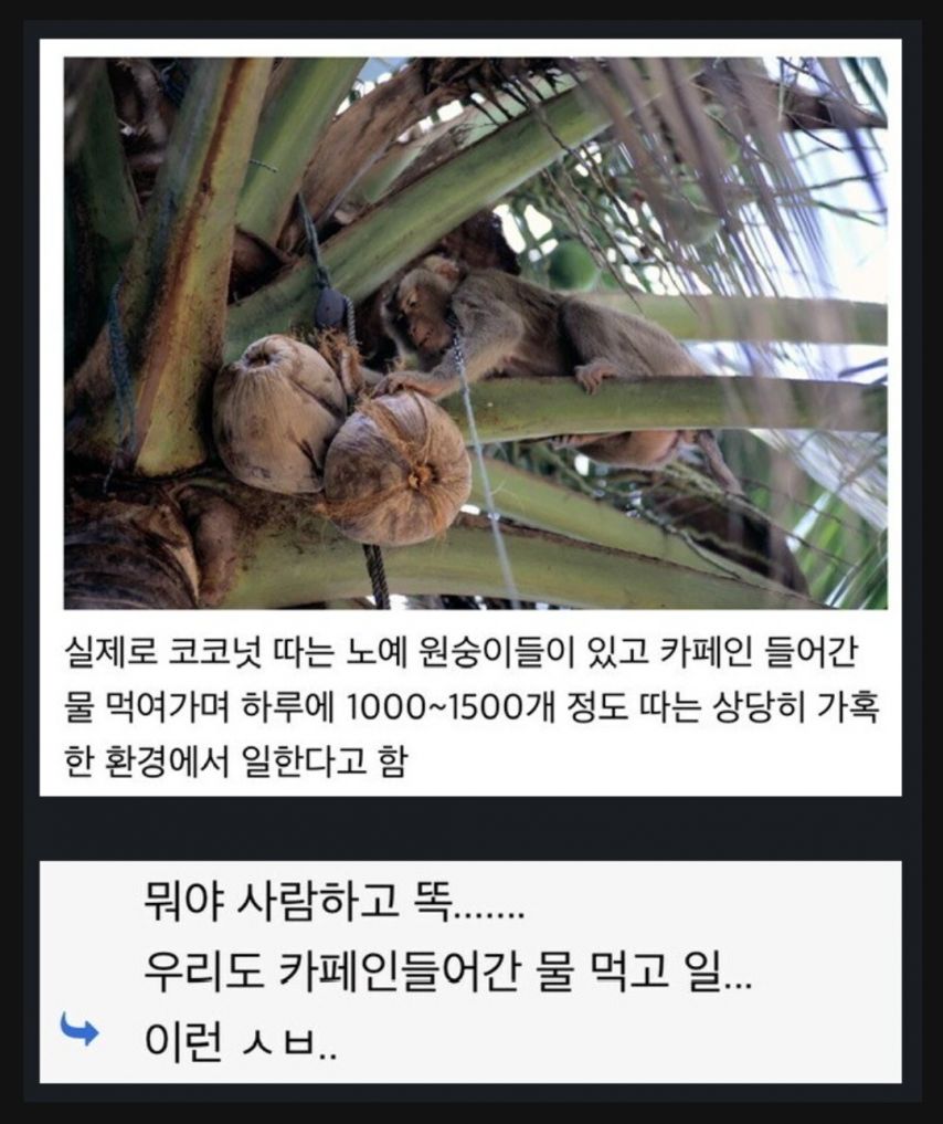 카페인 물 마시며 일하는 원숭이