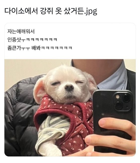 다이소에서 강쥐옷 샀거든?