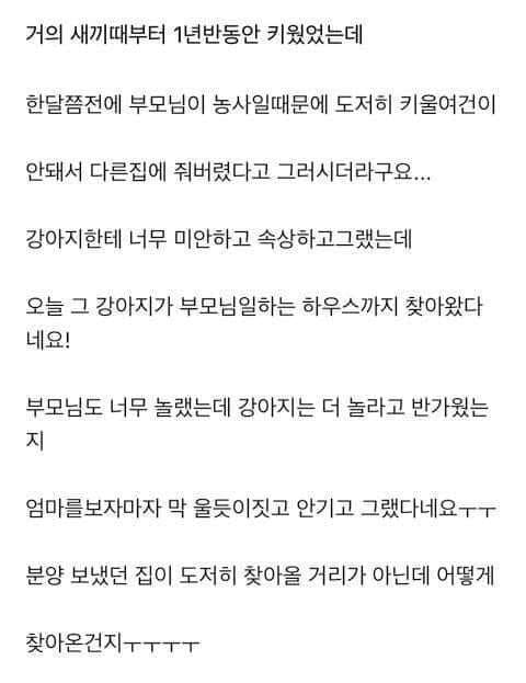 분양보냈던 강아지가 다시 집으로 찾아옴