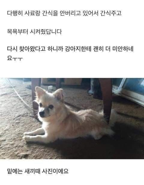 분양보냈던 강아지가 다시 집으로 찾아옴