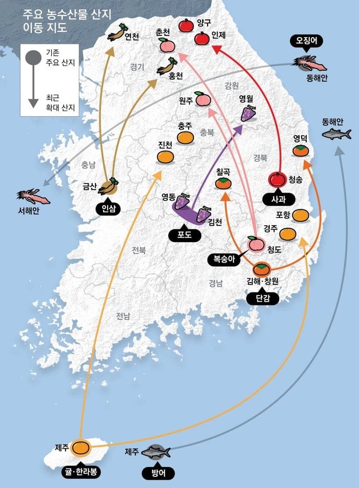 역대급 폭염에 푸른 감귤 출하 허용.jpg