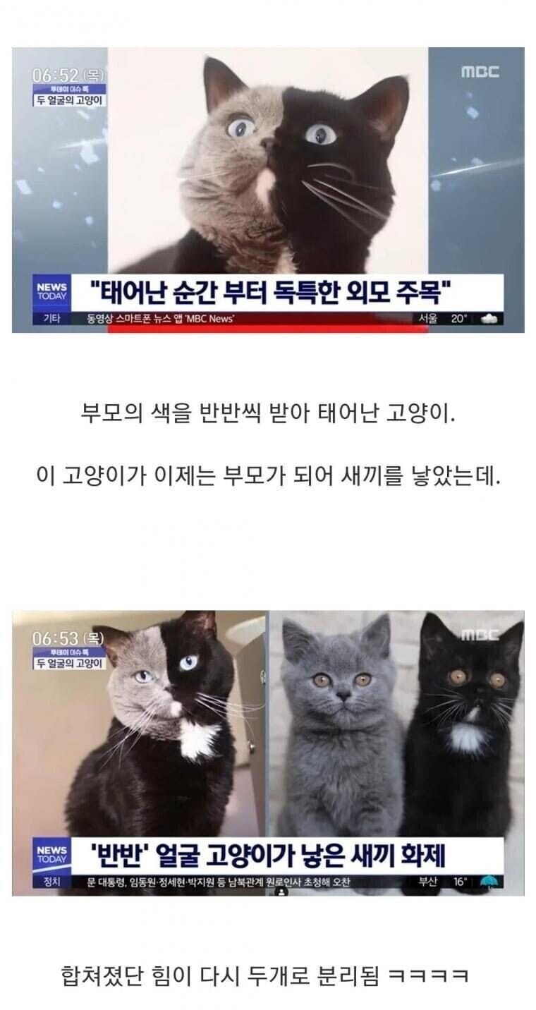 반반 고양이