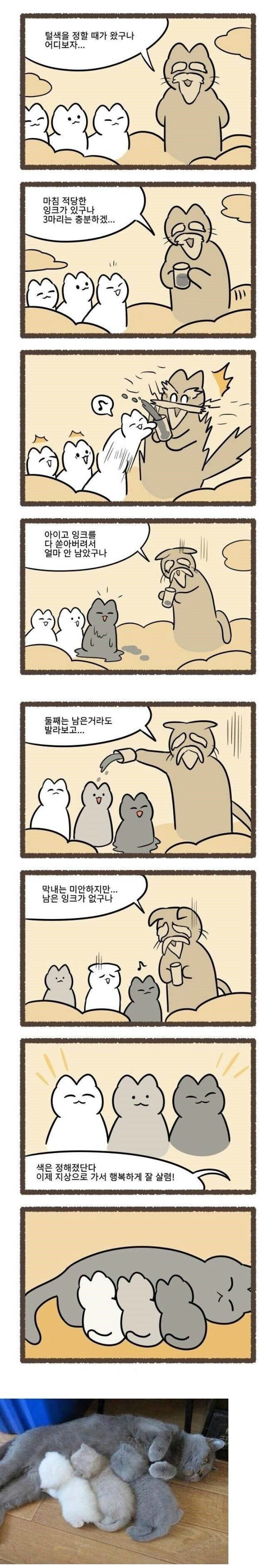 고양이의 털색이 정해지는 방법