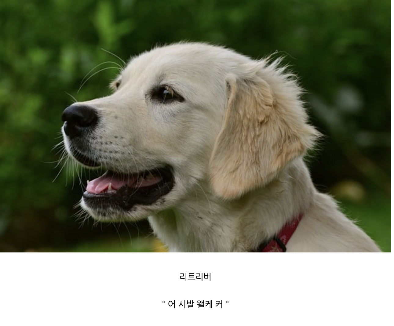 강아지 종별 처음 본 느낌.jpg