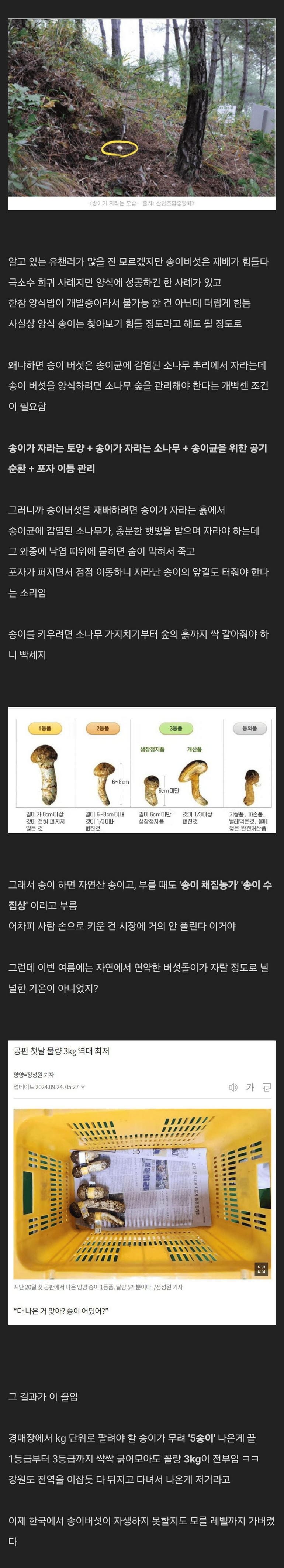 폭염으로 ㅈ돼버린 시장.jpg