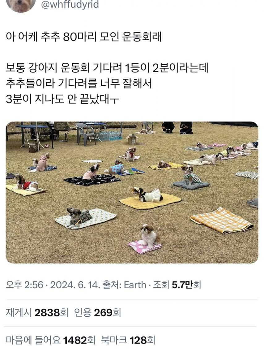 시츄 80마리가 모인 운동회