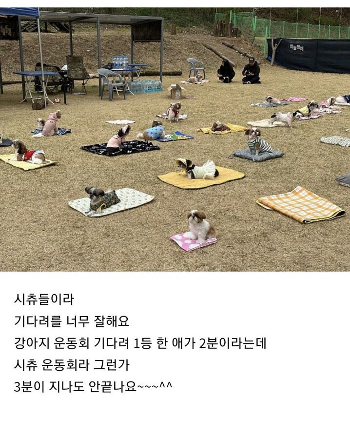 시츄 80마리가 모인 운동회