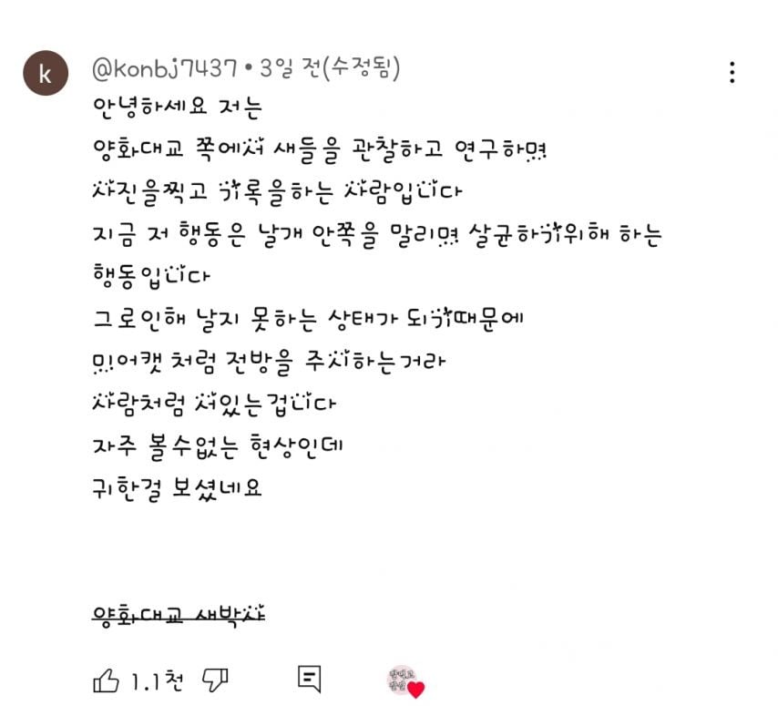 한강에서 찍힌 신기한 새