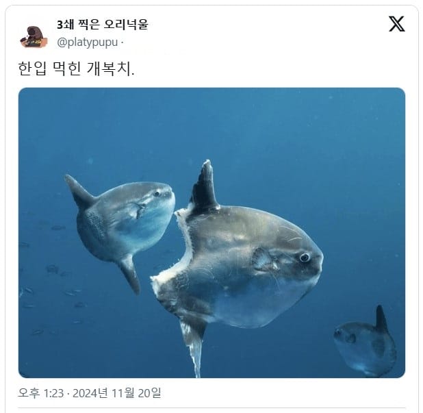 엉덩이가 뜯겼지만 괜찮아!.jpg