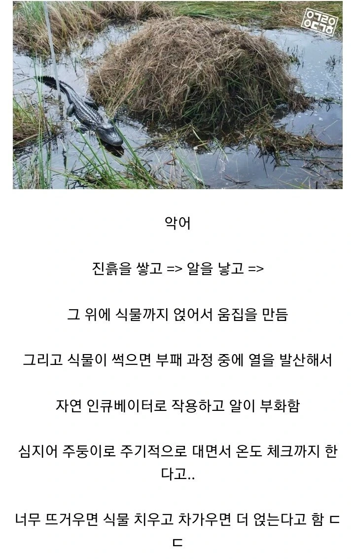 생각보다 과학적인 악어의 집짓는 방법.jpg