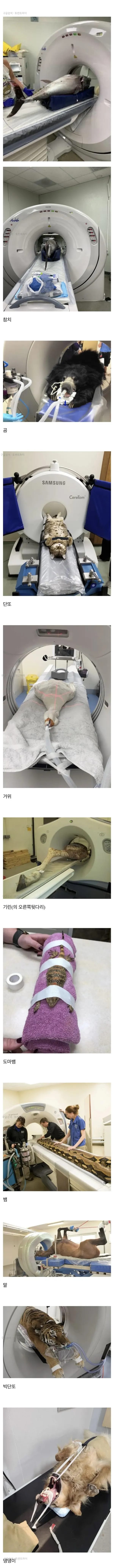 CT 찍는 동물들