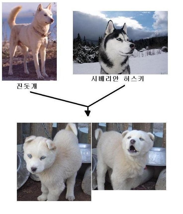 시고르 자브종