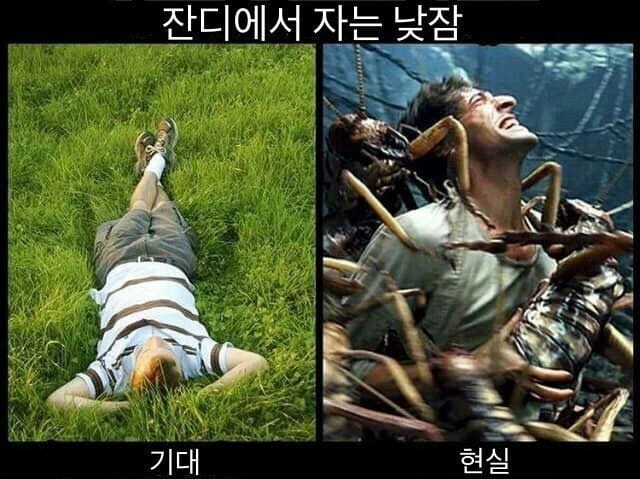 잔디에서 자는 낮잠의 이상과 현실