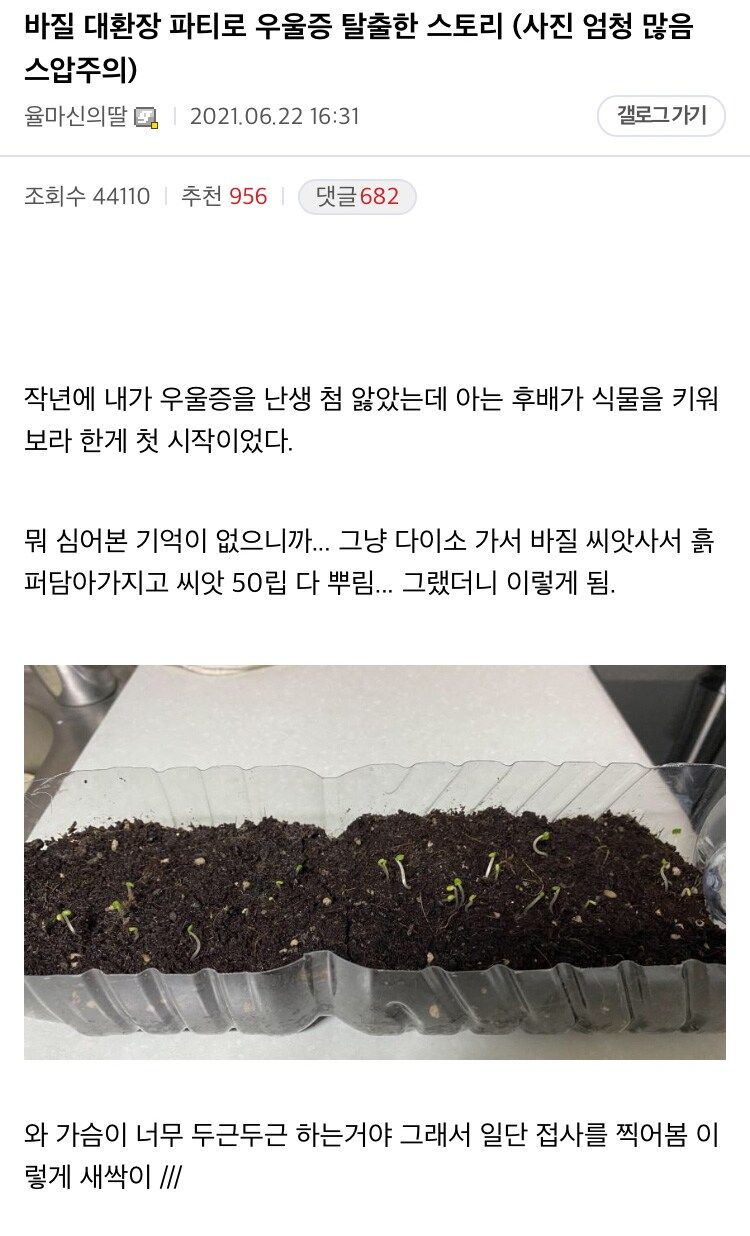 바질 키우고 우울증 탈출한 스토리