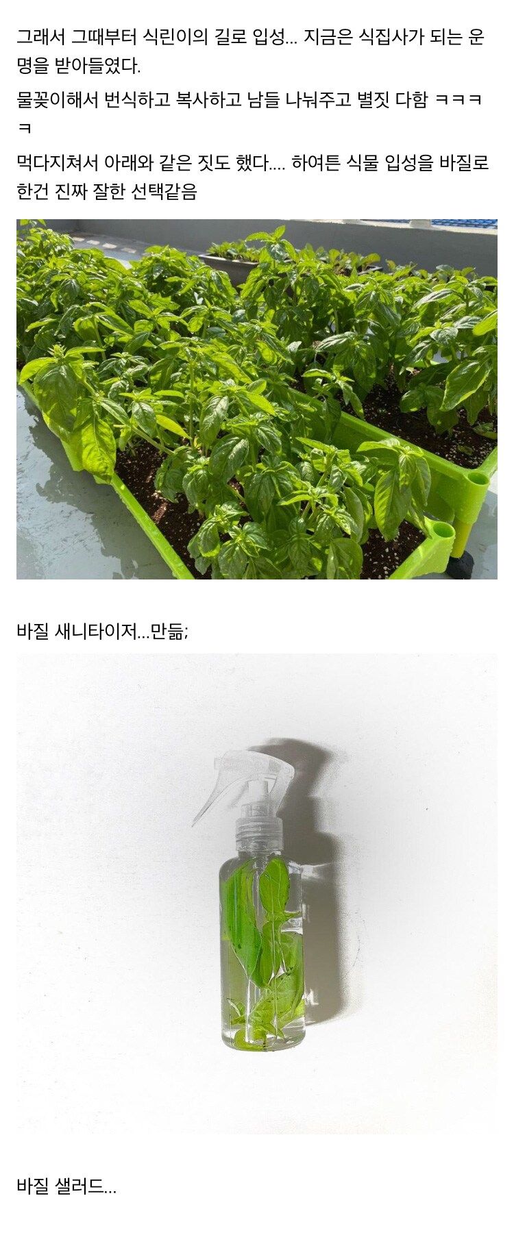 바질 키우고 우울증 탈출한 스토리